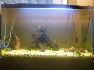 29 Gallon Dirted 29 Gallon Dirted