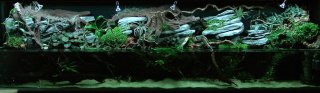 Streambank paludarium