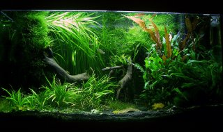 125l Aquarium