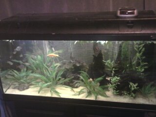 My Aquarium(1)