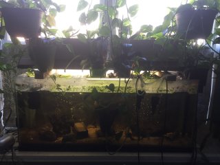 Community 55 gallon kitchen window