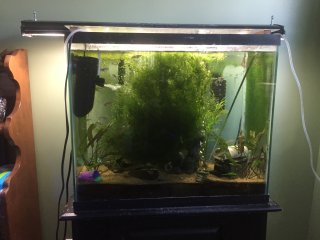 Community tank 30 gallon kitchen