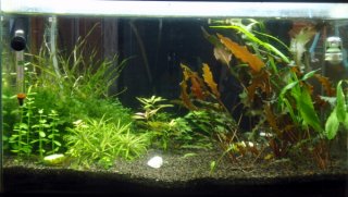 Main Otocinclus Breeder Tank