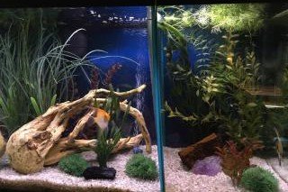 20 gallon angelfish tank