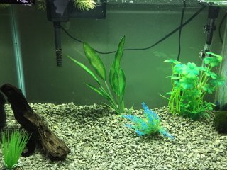 20 gallon guppy/pleco tank 20 gallon guppy/pleco tank
