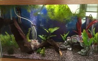 29 gallon guppy/plecos 29 gallon guppy/plecos