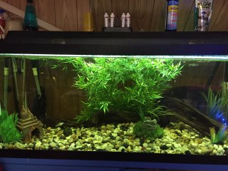 85 gallon 85 gallon