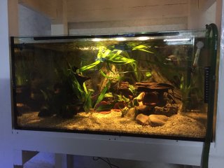 My Aquarium(2)