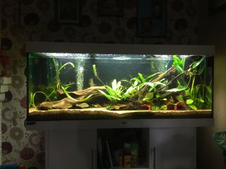 My Aquarium(3)