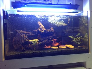 My Aquarium(4)