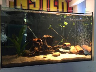 My Aquarium(5)