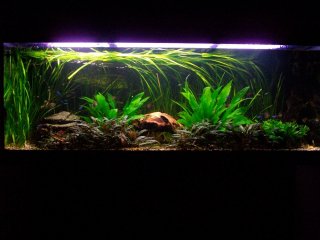 My Aquarium(1)