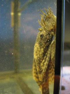 Aquarium 128L no. 5 Aquarium 128L no. 5