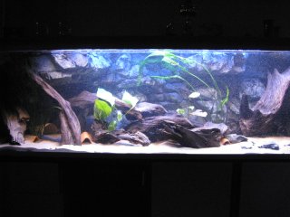 My 720L aquarium