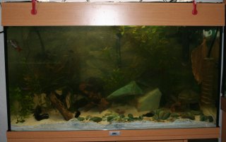 My Aquarium(4)