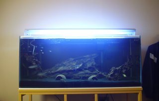75 Gallon Hardscape.