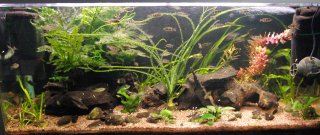 Mochokiella paynei tank