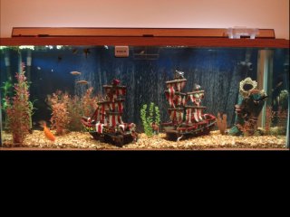 My 240 gallon
