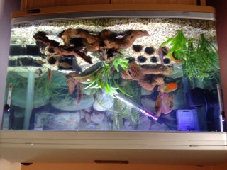 My Aquarium(1)