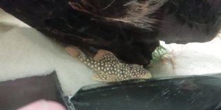 2. Scobinancistrus aq. 2. Scobinancistrus aq.