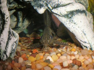 My Aquarium(1)