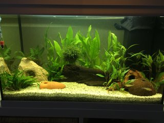 My Aquarium