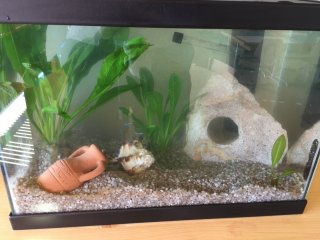 My little aquarium