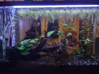 29-Gallon