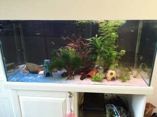 My Aquarium