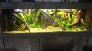 200x80x60cm south american setup