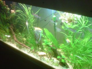 Main tank