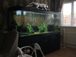 My Aquarium()