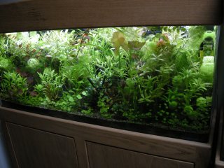 My Aquarium(4)
