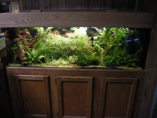 My Aquarium(5)