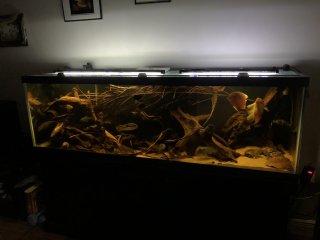 125 South American/mixed tank