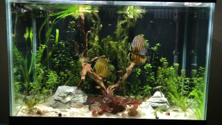 Discus Community Tank