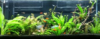 55-Gallon Community Aquarium