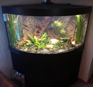 Dwarf cichlid corner