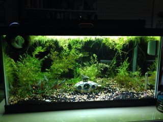 15 gallon planted freshwater