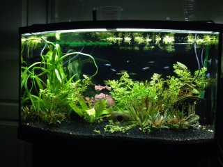 46 Bowfront planted Freshwater 46 Bowfront planted Freshwater