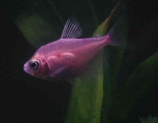My Aquarium(2)