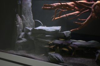 L128 Aquarium