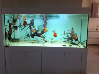 My Aquarium