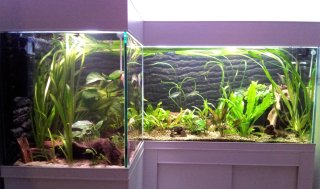 L shaped aquarium