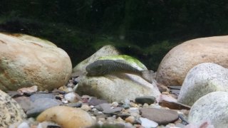 Chaetostoma tank Chaetostoma tank