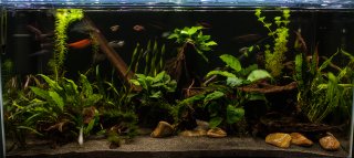 Heavily planted 180
