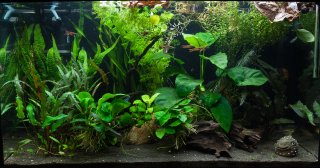 Heavily planted 45l Heavily planted 45l