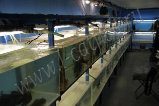 My Aquarium(1)