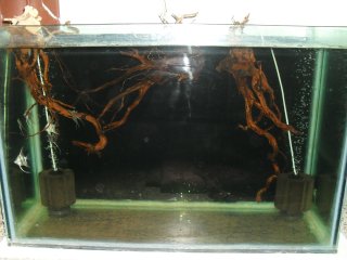 My Aquarium(1)