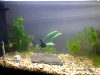 My Aquarium(1)